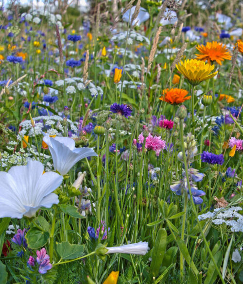 Bienenwiese