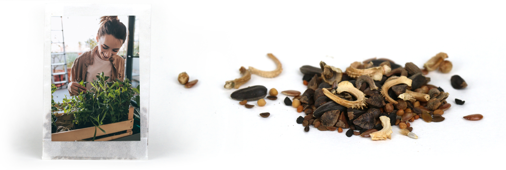 zwischenheader_tuetchen_3 Beispiel von einem Samentütchen