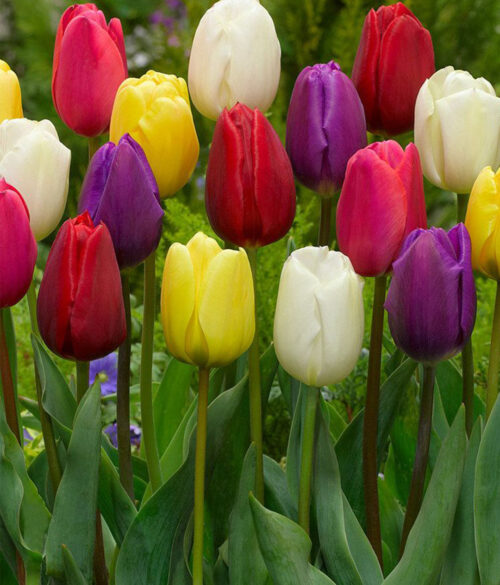 Tulip Bulb