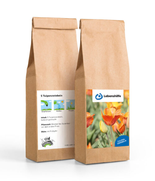 5 Tulpenzwiebeln