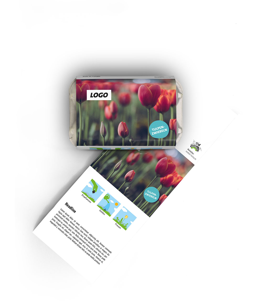 Union 6 Tulpenzwiebeln im Mini-Eierkarton – Bild 2