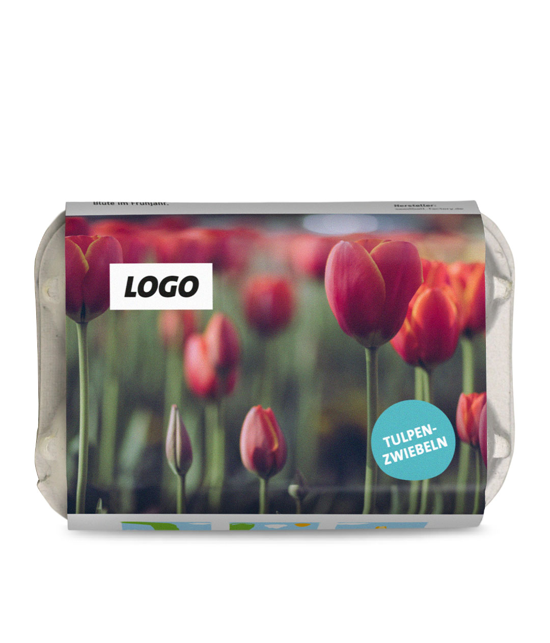 Union 6 Tulpenzwiebeln im Mini-Eierkarton