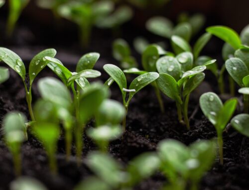 Hochbeet anlegen – Schritt für Schritt zum eigenen Mini-Garten