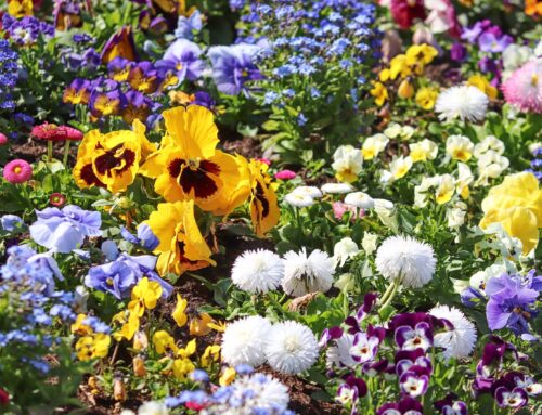 Blumen säen leicht gemacht – Ihre Schritt-für-Schritt-Anleitung zur Blumenwiese