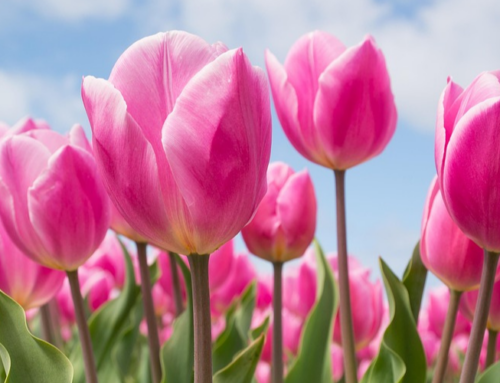 Vom Guerilla Gardening zur urbanen Blütenpracht