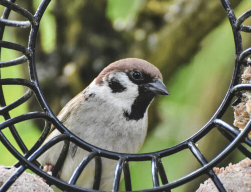 Sollte man Vögel ganzjährig füttern?